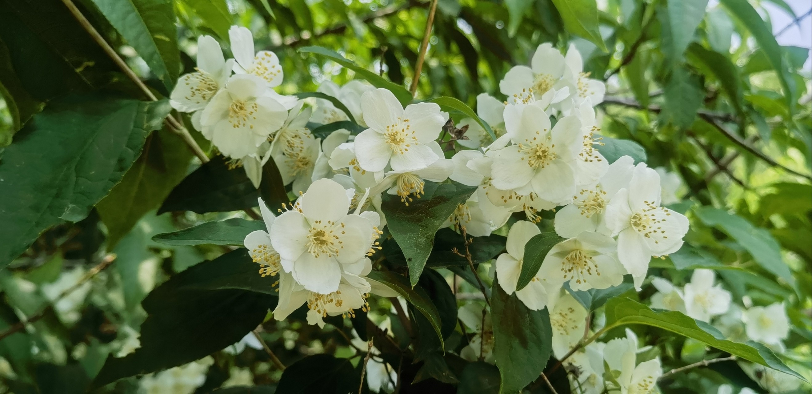 各种花卉简笔画线稿，收藏一份