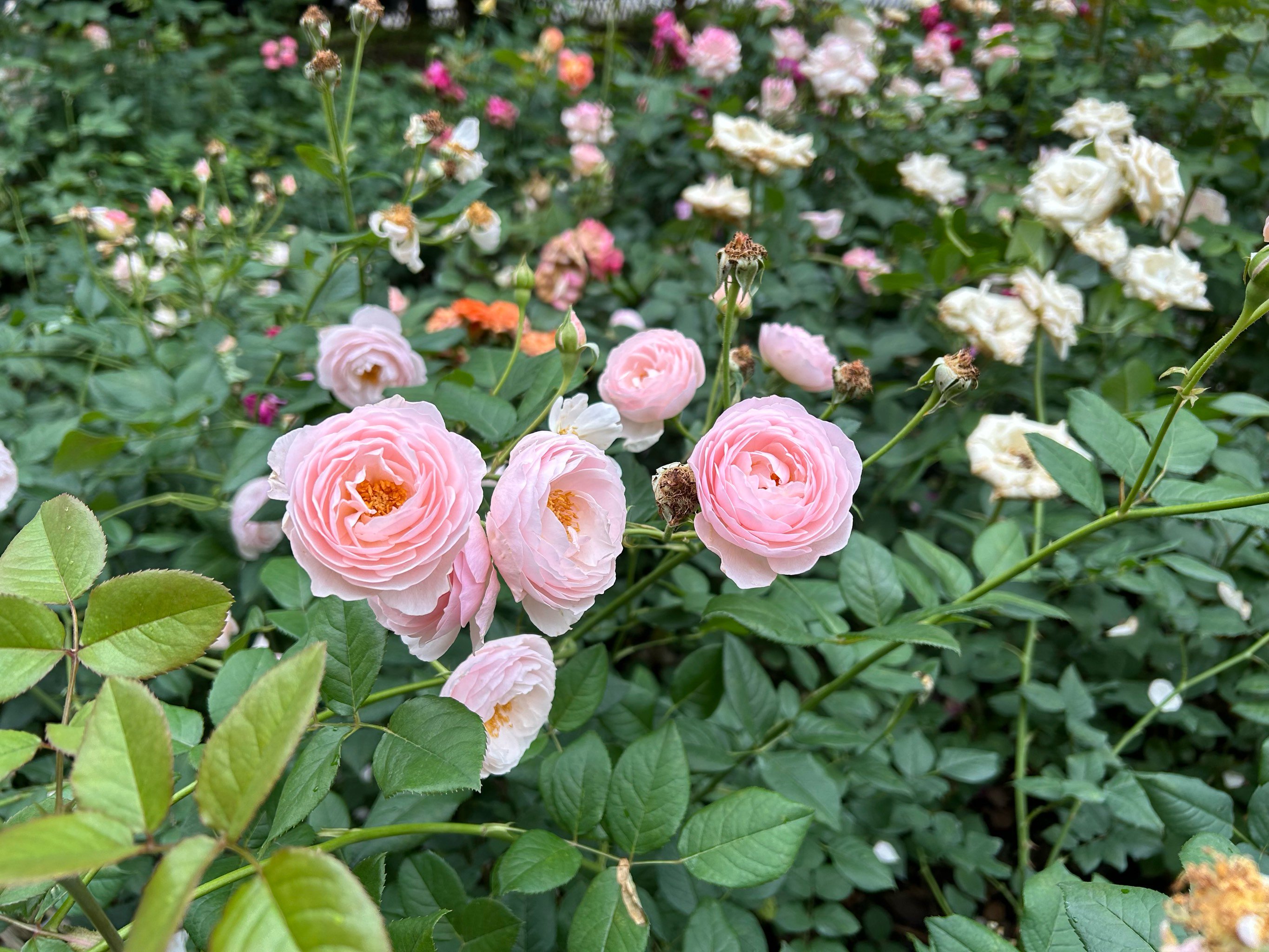芦笋适合哪些地区种植