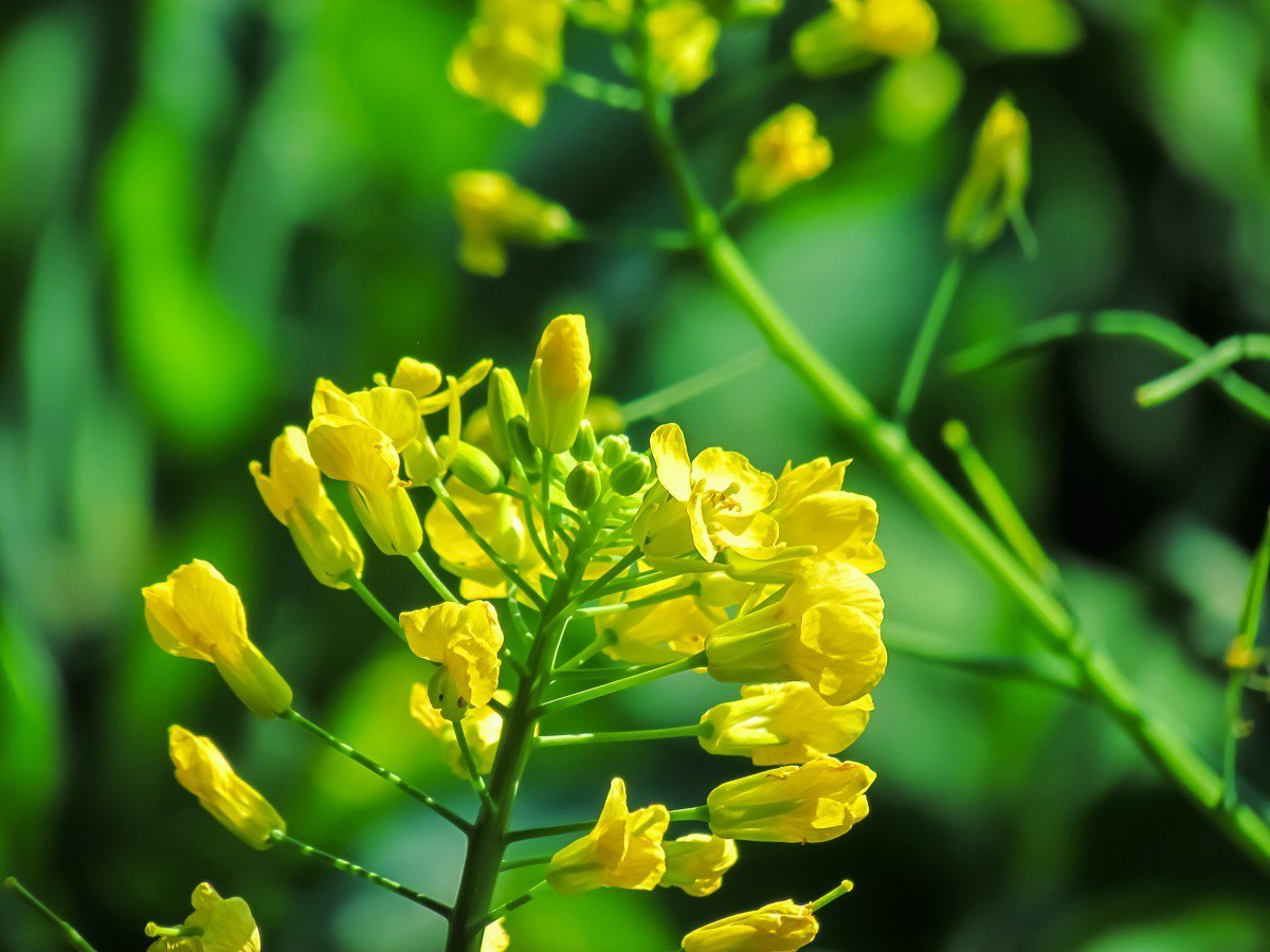 秋枫移植什么季节最好